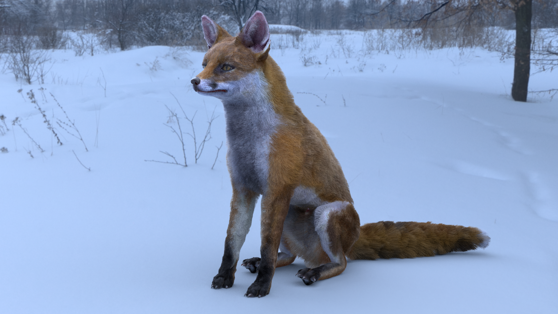 Red Fox with fur and Rig