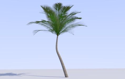 Palm Tree