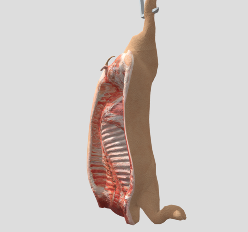 Hanging Pig Carcass