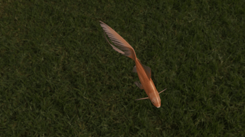Comet goldfish