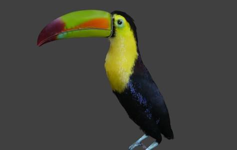 Tukan