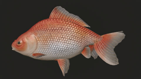 Wakin goldfish