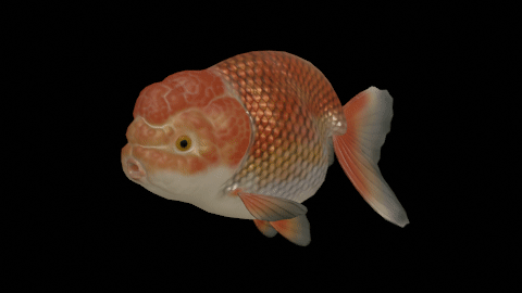 Ranchu goldfish