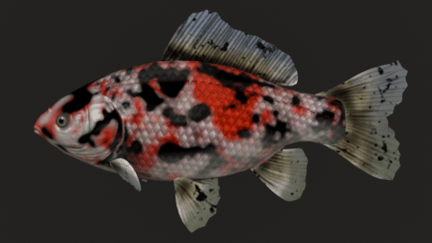 Shubunkin & Common goldfish