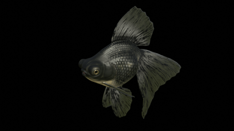 Broadtail Moor goldfish