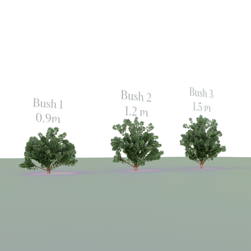 Three Bush's
