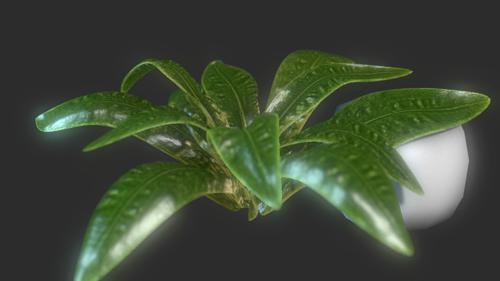 Plant