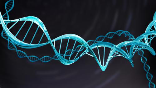 Simple DNA Model, Double Helix B.2.9 Beta