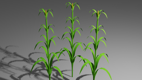 plants
