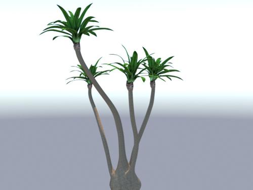 Tall Yucca