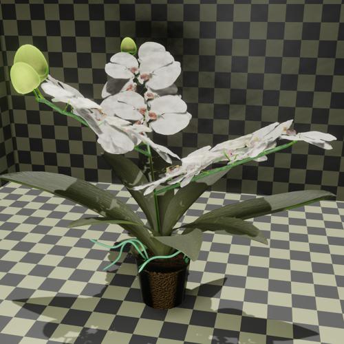 White orchid
