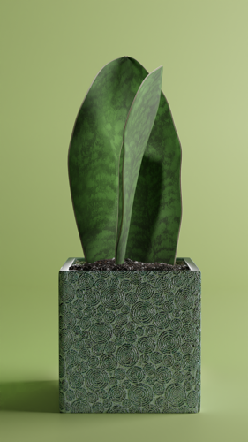 Sansevieria Victoria