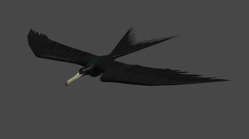 Frigate bird in fight basic Rigged