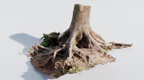 Large Tree Trunk