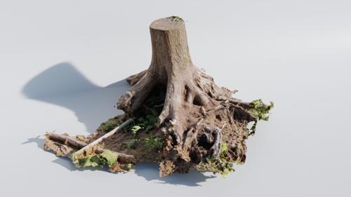 Massive Tree Trunk