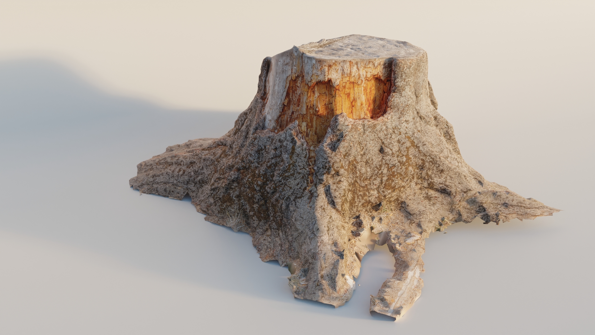 Large Tree Trunk