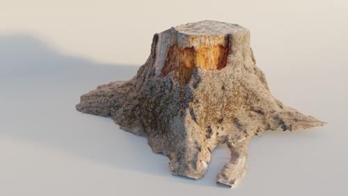 Large Tree Trunk