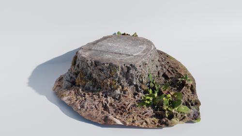 Cedar Tree Base