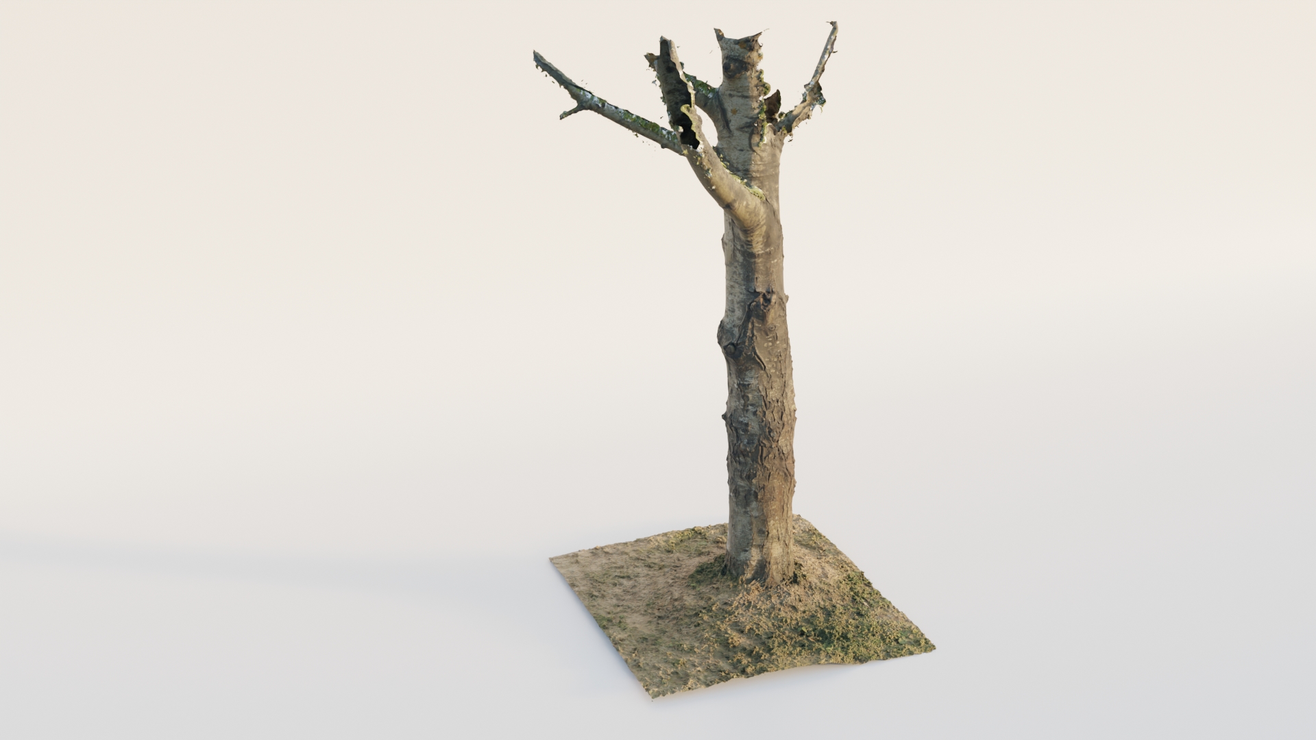 Thick Birch Tree