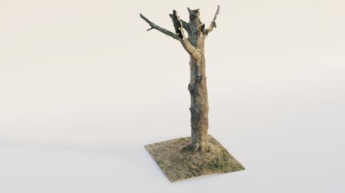 Thick Birch Tree