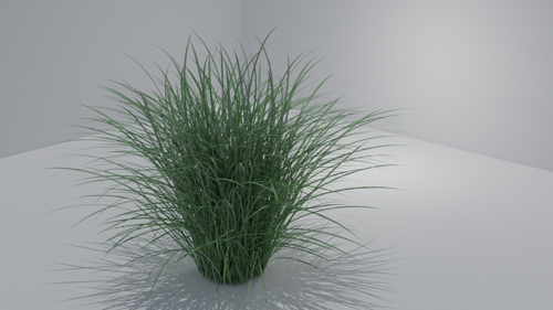 Miscanthus, Maiden Grass, Chinaschilf