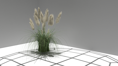 Cortaderia selloana, Pampas Grass