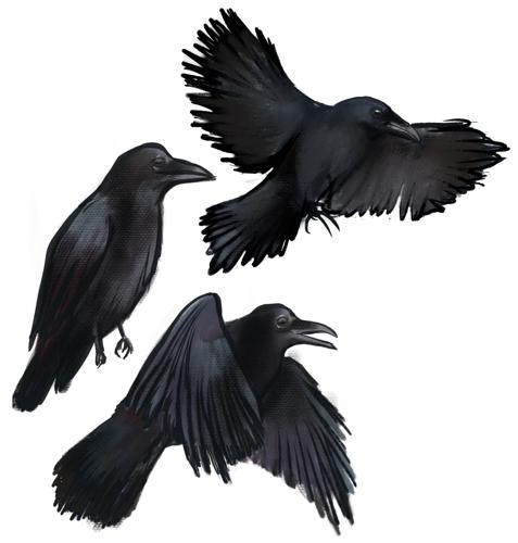 Bird animated
