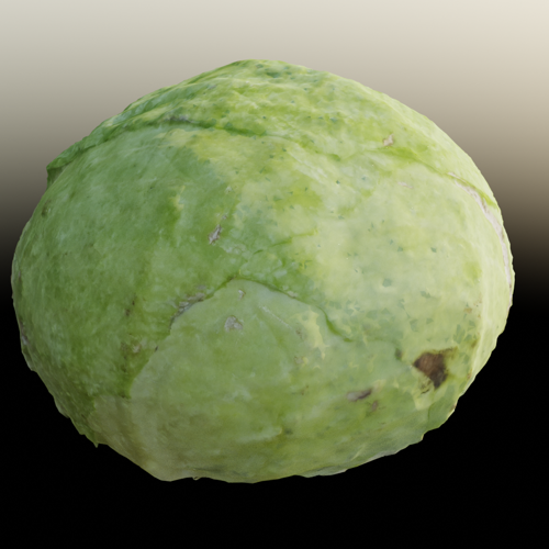 3d scanned cabbage