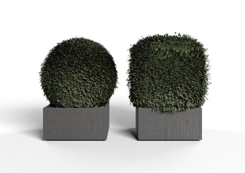 Realistic Bush