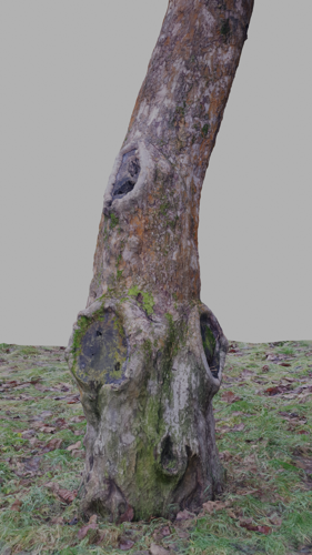 tree trunk and grass - 3d scan