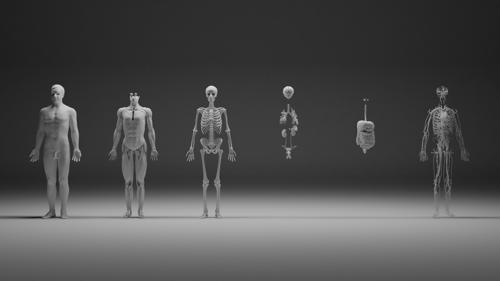 Male human with separated anatomical systems