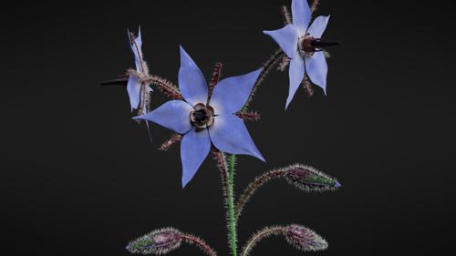 Borage Flower