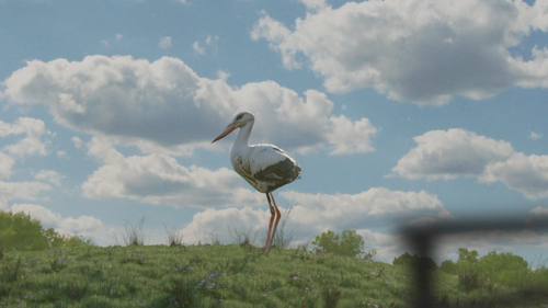 Low Poly Stork / Crane on grass hill