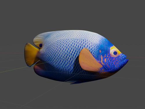 Tropical Fish - Blueface Angelfish