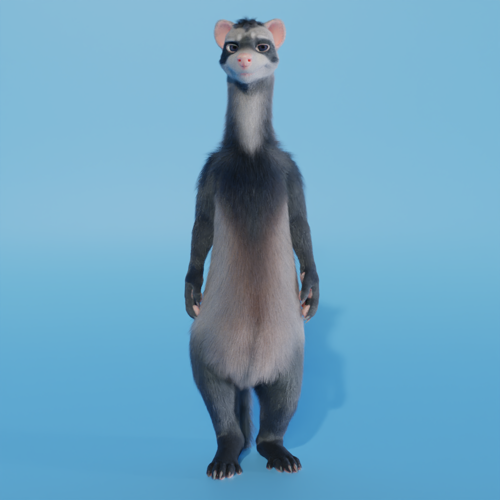 ferret