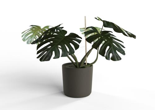 Monstera Plant
