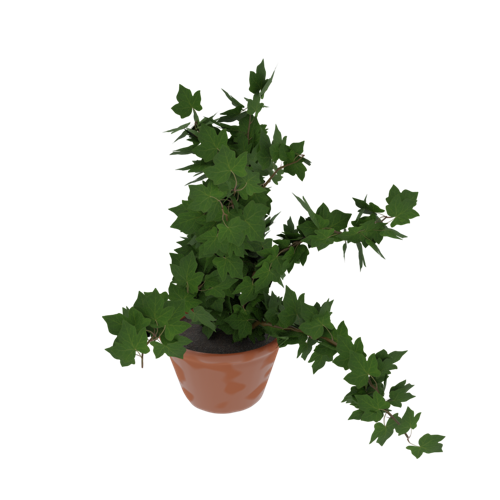 Potted Ivy aka Ivy in a pot!