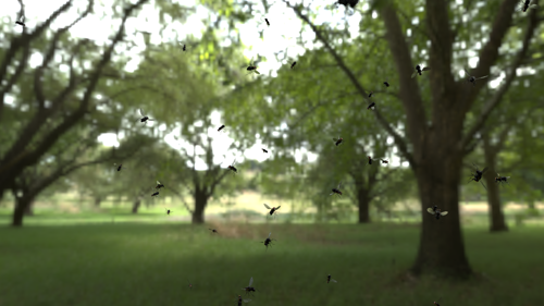 swarming flies