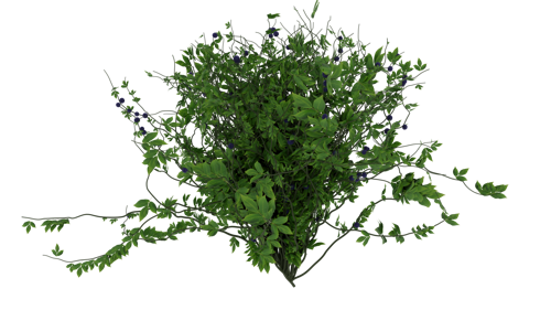 Snozberry Bush