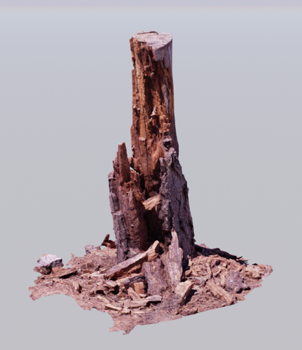 Pine Stump 01