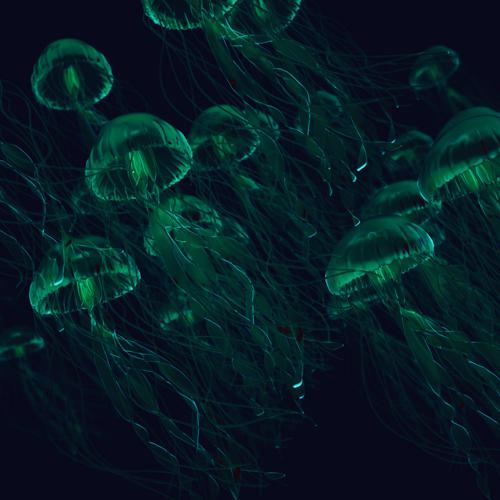 Jellyfish - from the ocean to you