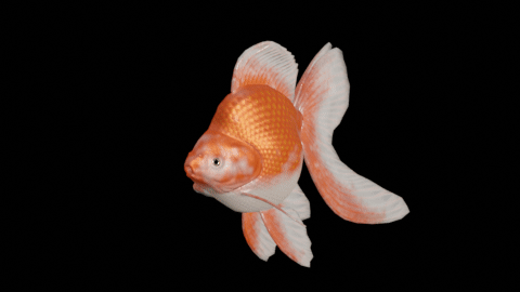 Ryukin goldfish