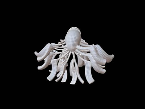 Crura Nuntiuss