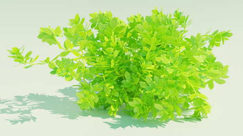 Beach Cabbage Plant (Scaevola Taccada)