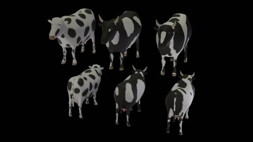 Cows