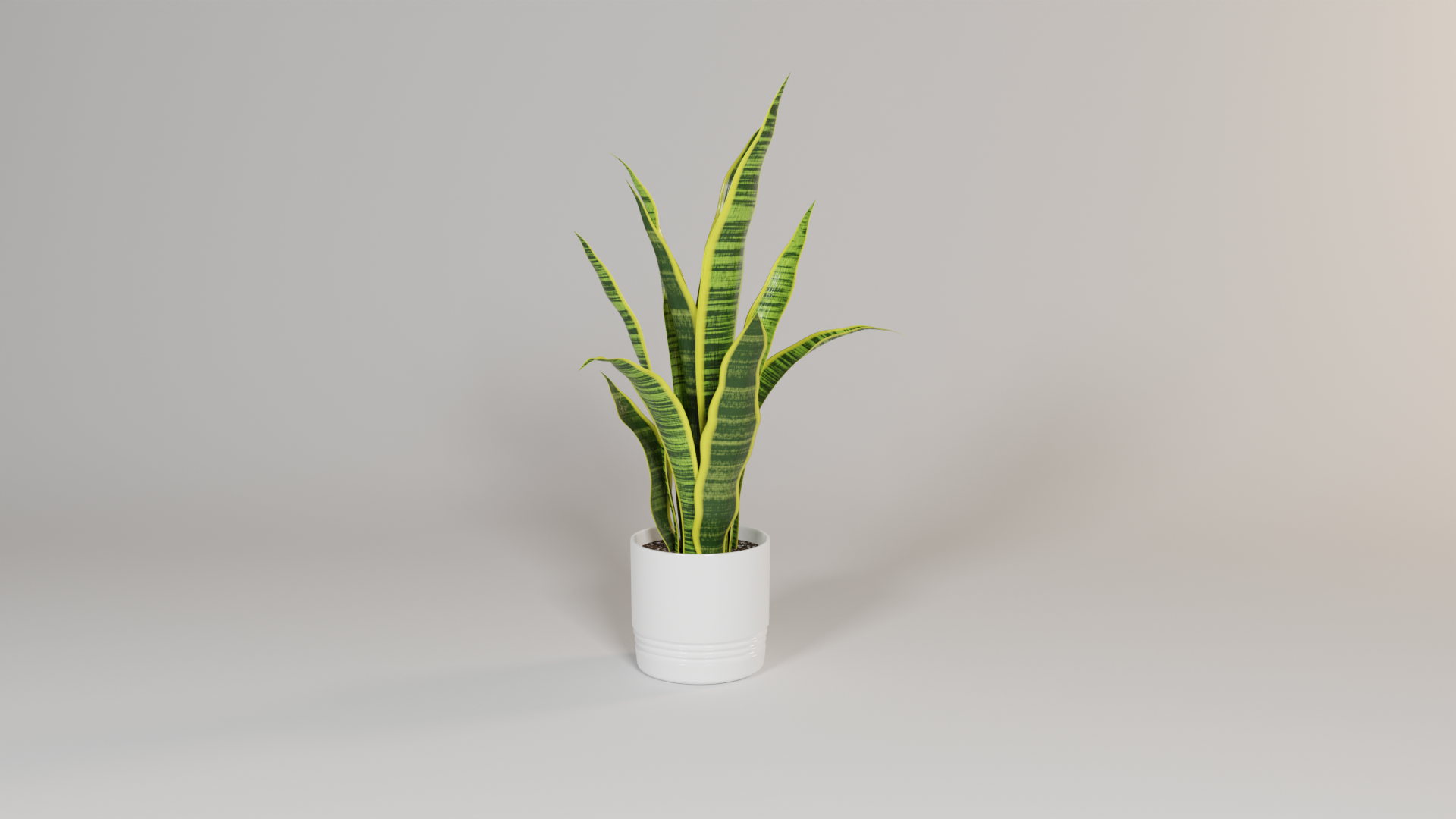 Indoor Snake Plant