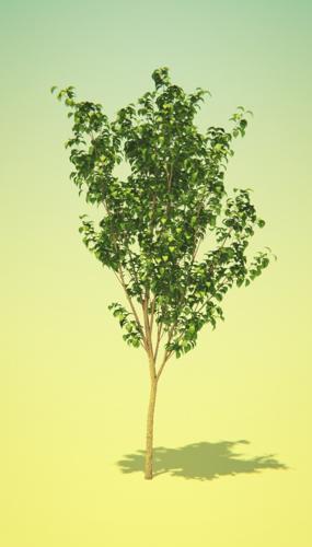 Tree4 Scene