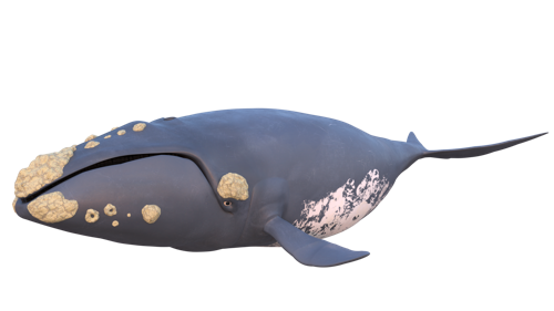 Eubalaena