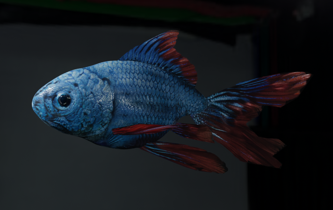 Tropical Fish