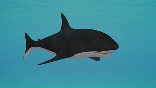 Shark